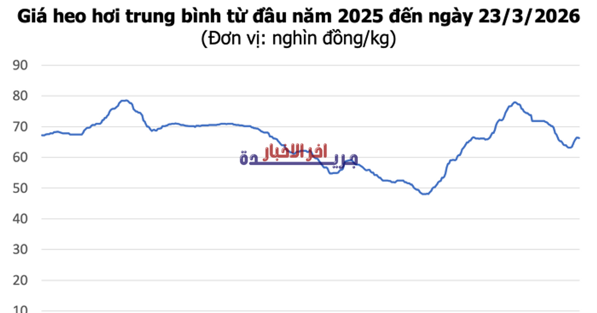 أسعار الدونغ الفيتنامي تتراجع في الشمال وتصل إلى مستوى قياسي عند 69,000 دونغ فيتنامي/كجم في الجنوب