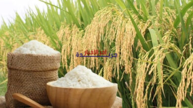ارتفاع طفيف في أسعار الأرز المكسور العطري يثير قلق المستهلكين والأسواق