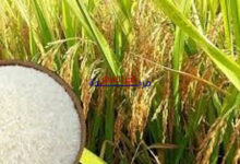 انخفاض طفيف في سعر أرز OM 5451 واستقرار سوق التصدير يثير اهتمام السوق