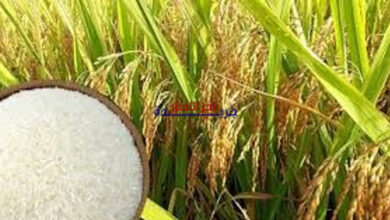 انخفاض طفيف في سعر أرز OM 5451 واستقرار سوق التصدير يثير اهتمام السوق