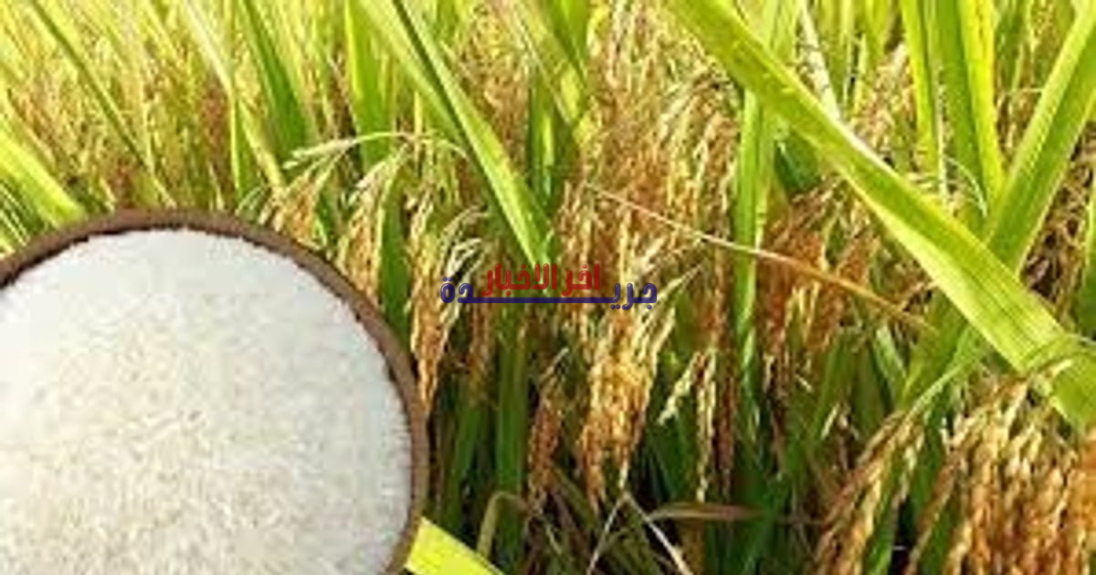 انخفاض طفيف في سعر أرز OM 5451 واستقرار سوق التصدير يثير اهتمام السوق