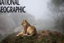 تردد قناة ناشيونال جيوغرافيك أبوظبي عالي الدقة على نايل سات وعرب سات.. كل ما تحتاج معرفته