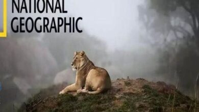 تردد قناة ناشيونال جيوغرافيك أبوظبي عالي الدقة على نايل سات وعرب سات.. كل ما تحتاج معرفته