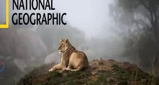 تردد قناة ناشيونال جيوغرافيك أبوظبي عالي الدقة على نايل سات وعرب سات.. كل ما تحتاج معرفته