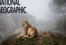 تردد قناة ناشيونال جيوغرامفك يفتح لك باب رحلة استكشافية مذهلة في عالم العلوم والعجائب