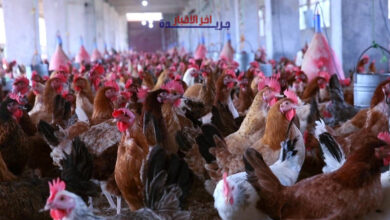أسعار الفراخ في بورصة الدواجن اليوم الخميس 4 يونيو 2026 تتصدر اهتمام السوق والمالي في مصر