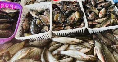 أسعار الأسماك في جنوب سيناء اليوم تتراجع بشكل محدود وتفاوت واضح في أسعار الجمبري
