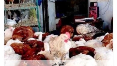 أسعار الدواجن في أسوان تتباين بشكل مفاجئ وسط توقعات بارتفاعها قريبًا