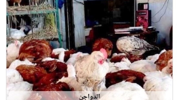 أسعار الدواجن في أسوان تتباين بشكل مفاجئ وسط توقعات بارتفاعها قريبًا