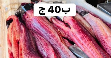 أسعار السمك في كفر الشيخ.. الكابوريا بـ60 جنيها والسردين بـ100 جنيه السبت 15 أغسطس 2026