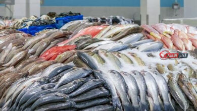أسعار السمك والجمبري اليوم الأحد 23 أغسطس 2026 في الأسواق المحلية تعرف على آخر التحديثات