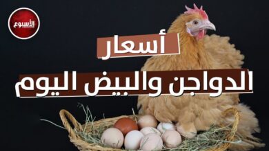أسعار الفراخ وكرتونة البيض اليوم الاثنين 10 أغسطس 2026 في السوق المحلية