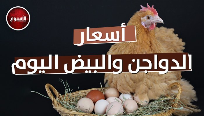 أسعار الفراخ وكرتونة البيض اليوم الاثنين 10 أغسطس 2026 في السوق المحلية