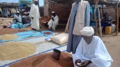 تفاقم سعر الدخن والذرة في دارفور وكردفان يهدد بمجاعة وشيكة