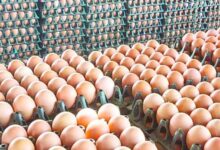 سعر كرتونة البيض اليوم