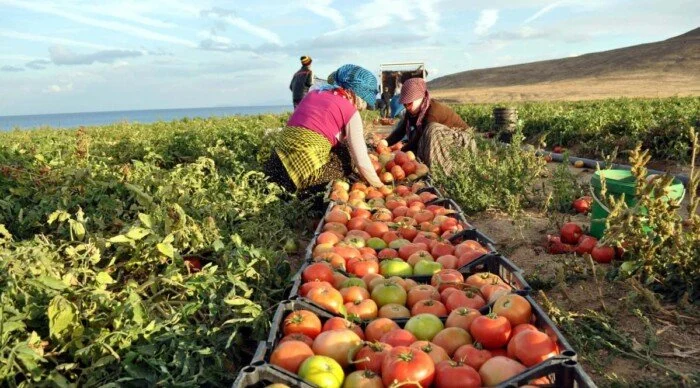 صادرات مصر الزراعية تتجاوز 6.2 مليون طن منذ بداية العام وتحقق زيادة مستمرة