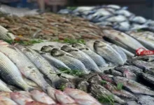 أسعار الأسماك في سوق العبور اليوم 5-9-2026 تساوي 65 جنيها لكيلو البلطي
