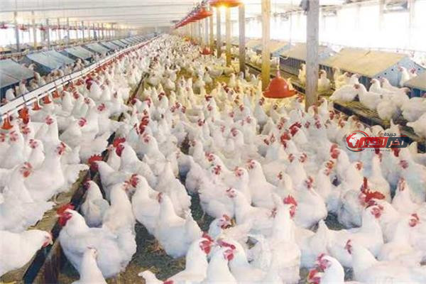 أسعار الفراخ البيضاء اليوم
